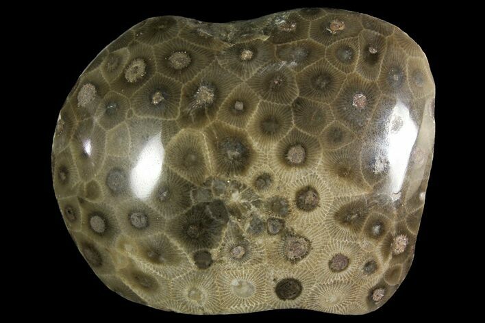 Polished Petoskey Stone (Fossil Coral) - Michigan #156160